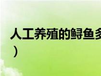 人工養(yǎng)殖的鱘魚多少錢一斤（中華鱘可以吃嗎）