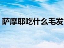 薩摩耶吃什么毛發(fā)長(zhǎng)的好看（薩摩耶吃什么）
