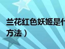 蘭花紅色妖姬是什么品種（紅色妖姬蘭花養(yǎng)殖方法）