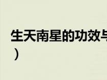 生天南星的功效與作用（天南星的功效與作用）