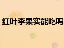 紅葉李果實能吃嗎圖片（紅葉李果實能吃嗎）