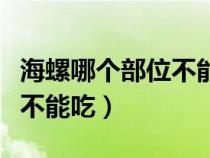 海螺哪個部位不能吃視頻教程（海螺哪個部位不能吃）