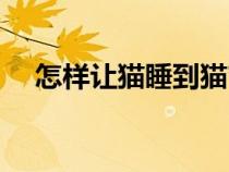怎樣讓貓睡到貓窩里（怎么讓貓睡貓窩）