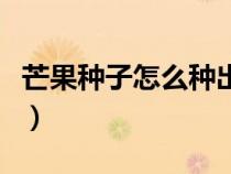 芒果種子怎么種出來（芒果種子怎么處理發(fā)芽）
