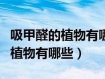 吸甲醛的植物有哪些適合宿舍種植（吸甲醛的植物有哪些）