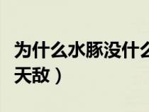 為什么水豚沒什么天敵呢（為什么水豚沒什么天敵）