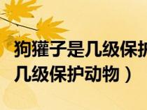 狗獾子是幾級保護動物子動物圖片(狗獾子是幾級保護動物) 狗獾子是幾級保護動物子動物圖片(狗獾子是幾級保護動物)