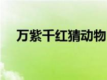 萬(wàn)紫千紅猜動(dòng)物(萬(wàn)紫千紅是哪個(gè)動(dòng)物) 萬(wàn)紫千紅猜動(dòng)物(萬(wàn)紫千紅是哪個(gè)動(dòng)物)