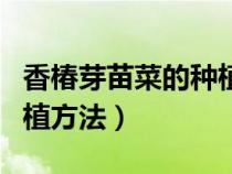 香椿芽苗菜的種植方法視頻（香椿芽苗菜的種植方法）