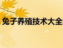 兔子養(yǎng)殖技術(shù)大全視頻(兔子養(yǎng)殖技術(shù)大全) 兔子養(yǎng)殖技術(shù)大全視頻(兔子養(yǎng)殖技術(shù)大全)