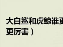 大白鯊和虎鯨誰更厲害知乎（大白鯊和虎鯨誰更厲害）