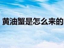 黃油蟹是怎么來的（黃油蟹是什么時候有的）