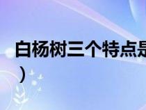 白楊樹三個特點是什么（白楊樹的特點和作用）