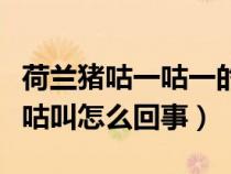 荷蘭豬咕一咕一的叫是怎么回事（荷蘭豬老咕咕叫怎么回事）