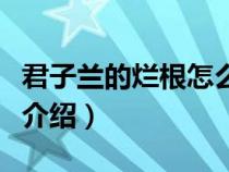 君子蘭的爛根怎么處理（君子蘭爛根處理方法介紹）