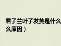 君子蘭葉子發(fā)黃是什么原因怎么辦呢（君子蘭葉子發(fā)黃是什么原因）