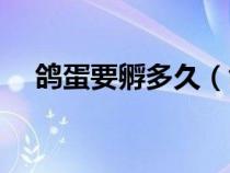 鴿蛋要孵多久（鴿蛋孵蛋多少天出小鴿）