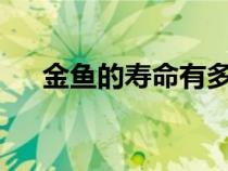 金魚的壽命有多長?（金魚的具體壽命）