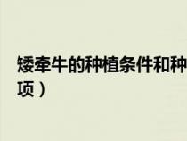 矮牽牛的種植條件和種植方法（矮牽牛的種植方法和注意事項）