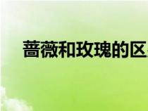 薔薇和玫瑰的區(qū)別（薔薇的花語和寓意）