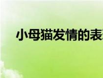 小母貓發(fā)情的表現(xiàn)（母貓發(fā)的情的特征）