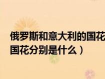 俄羅斯和意大利的國花分別是什么顏色（俄羅斯和意大利的國花分別是什么）