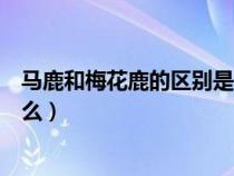馬鹿和梅花鹿的區(qū)別是什么圖片（馬鹿和梅花鹿的區(qū)別是什么）