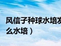 風信子種球水培發(fā)霉了怎么辦（風信子種球怎么水培）