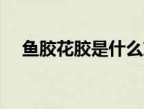 魚(yú)膠花膠是什么東西（花膠是什么東西）