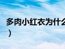 多肉小紅衣為什么貴（小紅衣多肉用什么盆養(yǎng)）