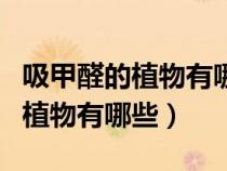 吸甲醛的植物有哪些適合宿舍種植（吸甲醛的植物有哪些）