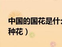 中國的國花是什么花2021（中國的國花是哪種花）