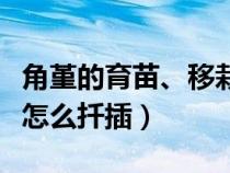 角堇的育苗、移栽和花期管理（角堇怎么繁殖怎么扦插）