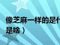 像芝麻一樣的是什么蟲(chóng)卵(像芝麻一樣的蟲(chóng)子是啥) 像芝麻一樣的是什么蟲(chóng)卵(像芝麻一樣的蟲(chóng)子是啥)