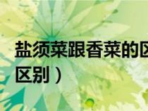 鹽須菜跟香菜的區(qū)別是什么（鹽須菜跟香菜的區(qū)別）