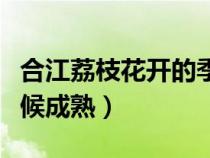 合江荔枝花開的季節(jié)是幾月（合江荔枝什么時(shí)候成熟）