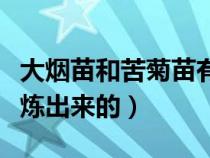 大煙苗和苦菊苗有什么區(qū)別（大煙是從什么提煉出來的）
