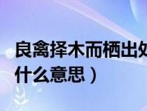 良禽擇木而棲出處原文（良禽擇木而棲下一句什么意思）