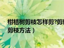 柑桔樹剪枝怎樣剪?剪新枝還是剪老枝?什么時(shí)候剪?(柑桔剪枝方法) 柑桔樹剪枝怎樣剪?剪新枝還是剪老枝?什么時(shí)候剪?(柑桔剪枝方法)