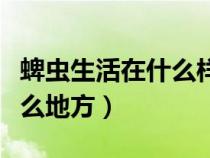 蜱蟲(chóng)生活在什么樣的環(huán)境(蜱蟲(chóng)一般生活在什么地方) 蜱蟲(chóng)生活在什么樣的環(huán)境(蜱蟲(chóng)一般生活在什么地方)