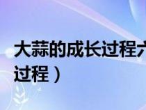 大蒜的成長過程六個階段的圖片（大蒜的成長過程）
