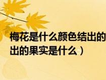 梅花是什么顏色結(jié)出的果實(shí)是什么樣子（梅花是什么顏色結(jié)出的果實(shí)是什么）