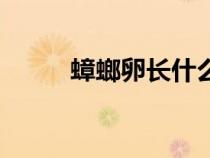 蟑螂卵長什么樣（蟑螂長什么樣）