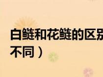 白鰱和花鰱的區(qū)別在哪里（白鰱和花鰱有哪些不同）