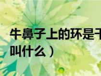 牛鼻子上的環(huán)是干什么用的（牛鼻子上的鐵環(huán)叫什么）