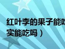 紅葉李的果子能吃嗎?怎么個吃法?(紅葉李果實能吃嗎) 紅葉李的果子能吃嗎?怎么個吃法?(紅葉李果實能吃嗎)