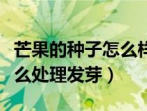 芒果的種子怎么樣處理才可以吃(芒果種子怎么處理發(fā)芽) 芒果的種子怎么樣處理才可以吃(芒果種子怎么處理發(fā)芽)