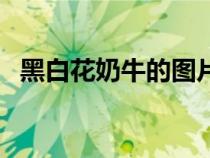 黑白花奶牛的圖片（黑白花奶牛怎么養(yǎng)殖）