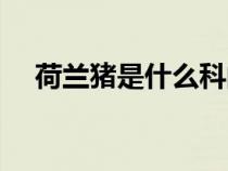 荷蘭豬是什么科的動(dòng)物（荷蘭豬是什么）