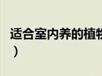 適合室內(nèi)養(yǎng)的植物花卉（適合養(yǎng)在室內(nèi)的植物）